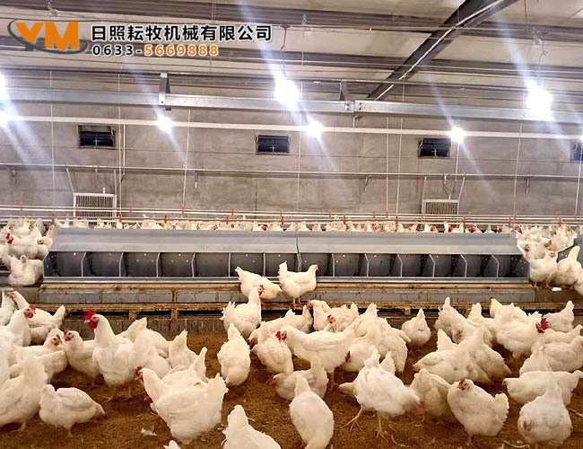 自動(dòng)集蛋箱